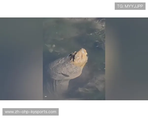 黢黑运动器材河边惊现 专家掌眼解析训练科技新趋势